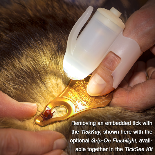 Removing an embedded tick with the TickKey, shown here with the optional Grip-On Flashlight, available together in the TickSee Kit
